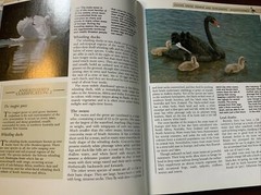 THE ILLUSTRATED ENCYCLOPEDIA OF WILDLIFE – VOLUME 18 – Pages 1021-1080 -Hardback